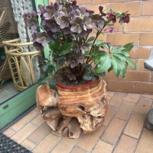 Donica z korzenia tekowego 60×50 cm